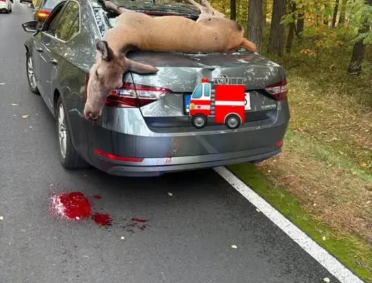 Zwierzę na samochodzie na drodze Dobra–Kliczków. Interweniowała OSP Osiecznica